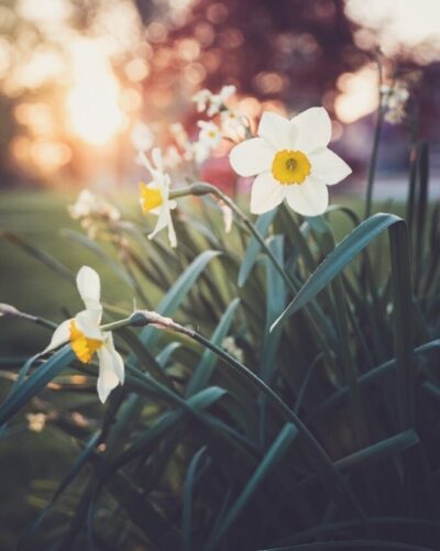 Spring flowers blooming